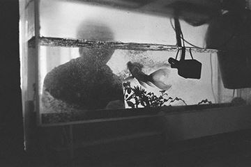 Picture of A Half Full Tank and a Goldfish Guangzhou 2012
半缸水與金魚 2012, 廣州