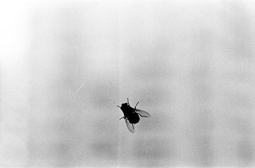 Picture of A Fly, Shenzhen 2012
蒼蠅 2012, 深圳