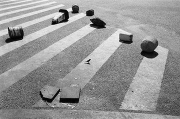 Picture of Bird at a Zebra Crossing, Shenzhen 2013
斑馬線與鳥 2013, 深圳