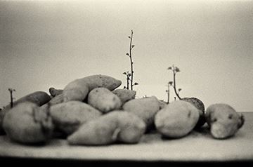 Picture of Sweet Potato Vine, Shenzhen 2012
番薯藤 2012, 深圳