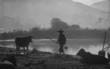 Picture of Plowing, Yuen Long, 1962