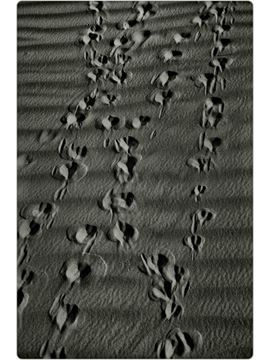 Picture of Path of the Sand Gazelles, The Empty Quarter, UAE, 2021