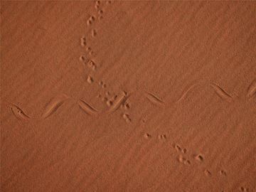Picture of Snake and the Mouse, The Empty Quarter, UAE, 2021