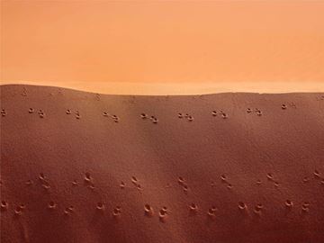 Picture of Camel Spiders on Red Dunes, The Empty Quarter, UAE, 2021