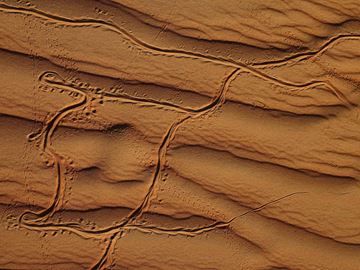 Picture of Gecko’s Path, The Empty Quarter, UAE, 2021