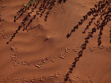 Picture of Trails of the Grey Partridge, The Empty Quarter, UAE, 2021