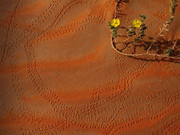 Picture of Yellow Flowers over Red Dunes, The Empty Quarter, UAE, 2021