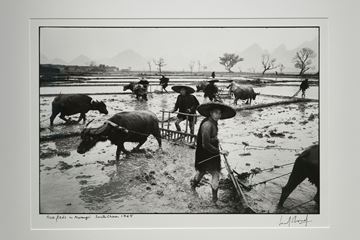 Picture of Rice Fields in Kwangsi, South China, 1965
